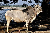 Myanmar - Inwa,  near the the Irrawaddy river banks